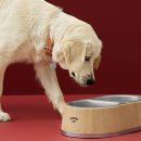 개밥그릇 이미지