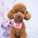 부산애견미용 이미지