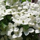 파랑새아파트경로당 이미지