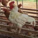 방송양계장 이미지