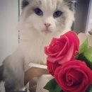 랙돌캐터리파이널돌 이미지