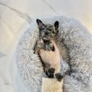 부유켄넬 이미지