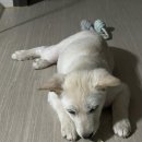 아미덴탈 이미지