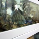 조은횟집 이미지