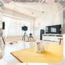 동해산업기술센터 | 동해 유기동물보호센터 파티포메라니안 입양 후기와 지역 비교 분석