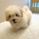 강아지분양 고양이분양 포근퍼피 | 김해강아지분양 알아보다가 테일러퍼피에서 마음이 정리됐던 이유