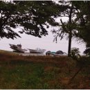 월정방풍림 이미지