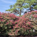 담양 명옥헌 원림 배롱나무꽃 이미지