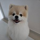 코코 SALON | 교감미용 하셔서 양산애견미용으로 유명한 코코별에 방문한 후기