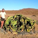 식물이야기 이미지