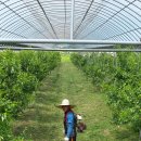 후평농장 이미지