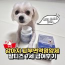 말티즈 강아지 피부면역 영양제 베츠초이스 뉴트리션 S+ 후기