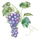 신시로-7 이미지