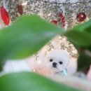 솔펫살롱 이미지