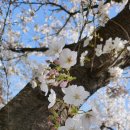 주천면 벚꽃길 이미지