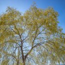 의림지로L 이미지