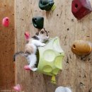 실내암벽장 이미지