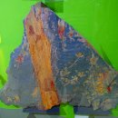 고생대자연박물관 이미지