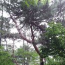 정발산공원 이미지