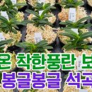 봉글봉글 이미지