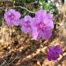 봄햄농장 이미지