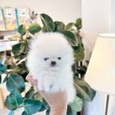 퍼피힐 강아지분양 이미지