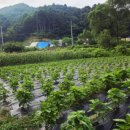 달빛영근 마을 이미지