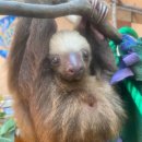 나무늘보 이미지