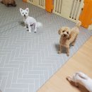 펫더가든 이미지