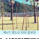 싱그러운청도로(여름) 이미지