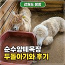 종일목장 | 대관령 양떼순수목장 아기와 다녀온 후기