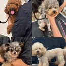 미용사(초급) | 반려동물미용학원 선택, 지금 이 글 하나로 끝내세요!