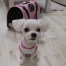 예뻐질개 | 애견 미용 울 뽀숑이 미용하고 왔어염!!!