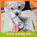 지유바이오 | 강아지 입냄새 치석 관리 차오르 후코자임 치약 성분 사용후기