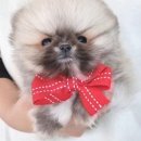 강아지분양 멍블랑 인천청라본점 이미지