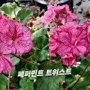 금자