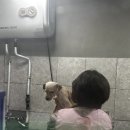 개 이쁜 애견미용샵 이미지
