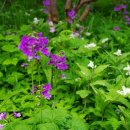 들꽃연가 이미지