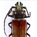 장수하늘소농장 이미지