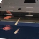 모니아(MONIA) 이미지