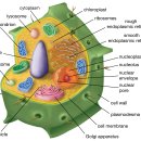 히스톤(HisTone) | 세포 소기관(Cell Organelle)