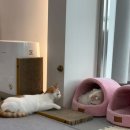 중앙역 실내데이트 코스로 좋았던 냥카페루브 후기