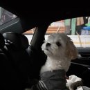 글램독 양양 이미지