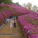 철쭉동산 이미지