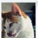 고양이세수 이미지