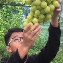 선진농원 이미지