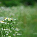 나비야놀자 이미지