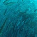 국민연어 이미지