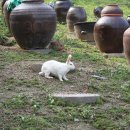 장안농장 이미지