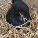 자연애흑염소팜 이미지